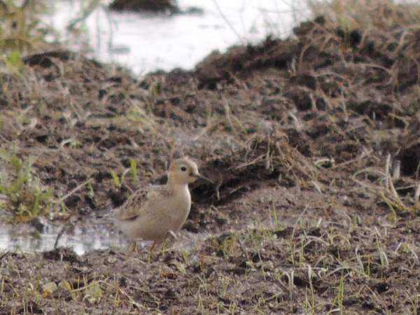 Buff-breasted Sandpiper