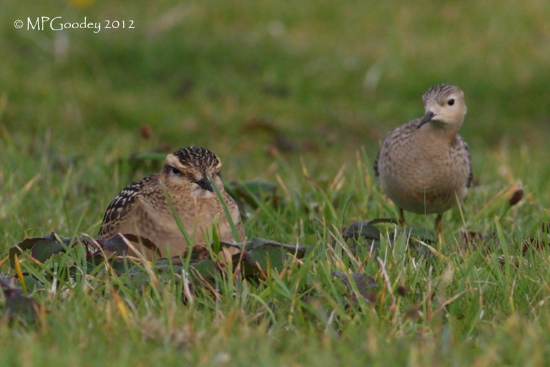 Buff-breasted Sandpiper