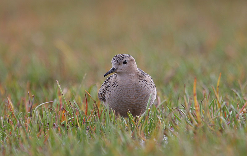Buff-breasted Sandpiper