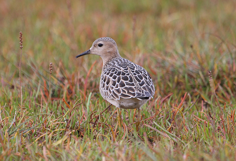 Buff-breasted Sandpiper