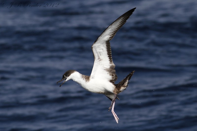 Great Shearwater