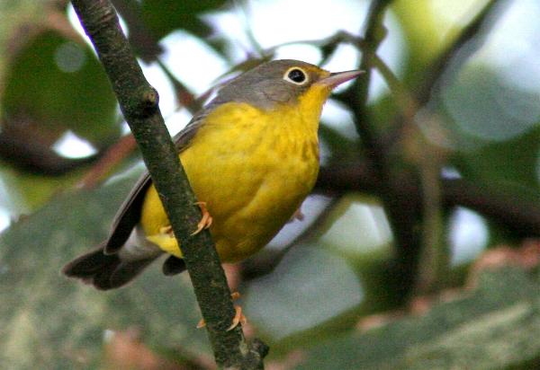 Canada Warbler