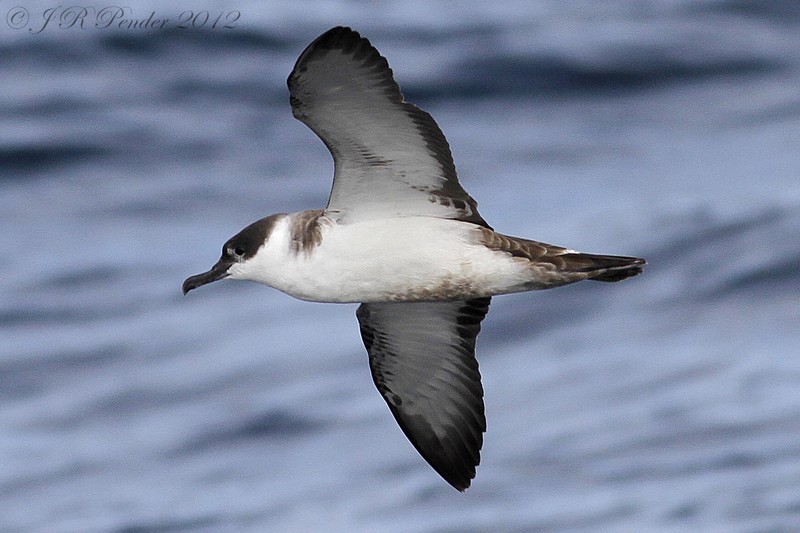 Great Shearwater