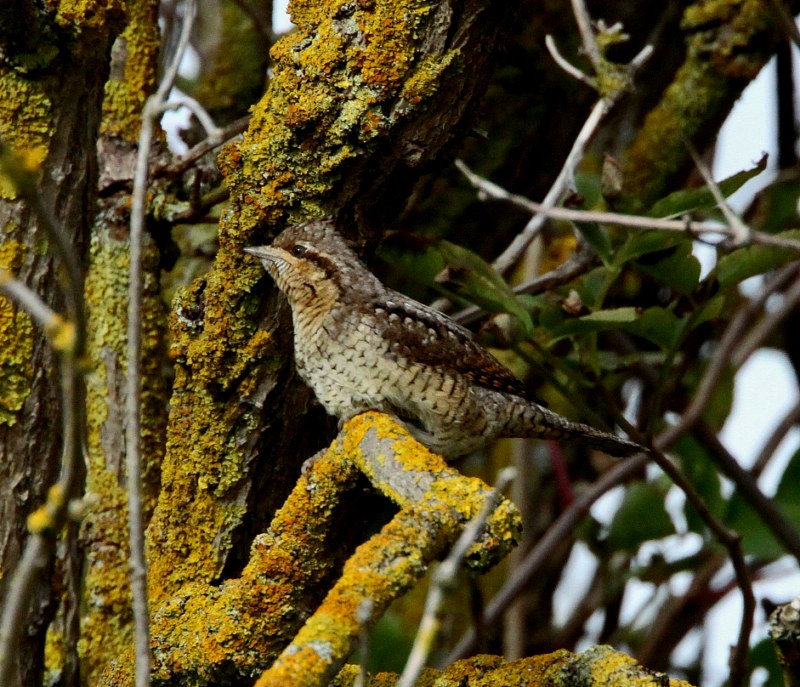 Wryneck