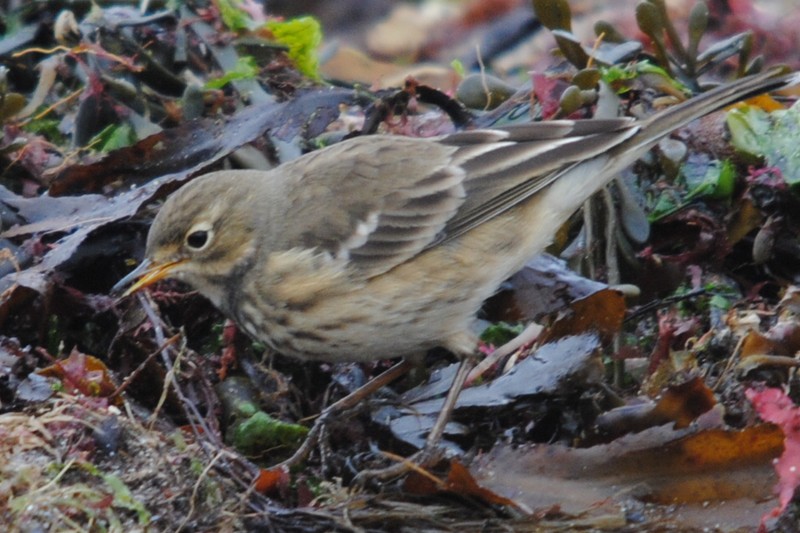 American Buff-bellied Pipit