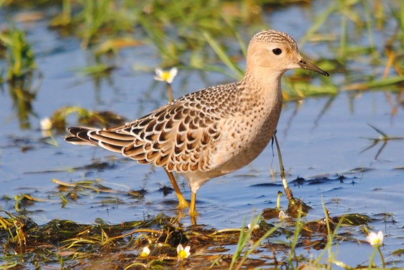 Buff-breasted Sandpiper