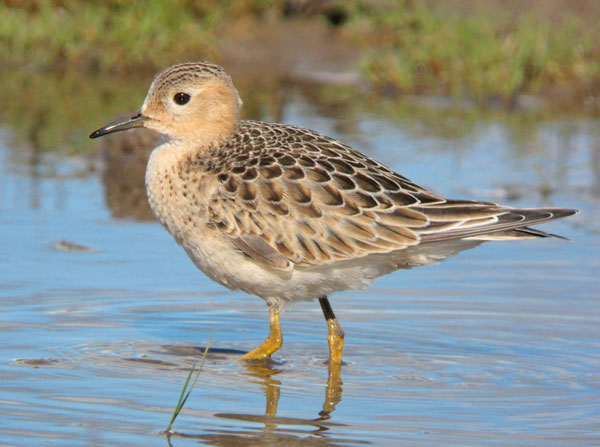 Buff-breasted Sandpiper