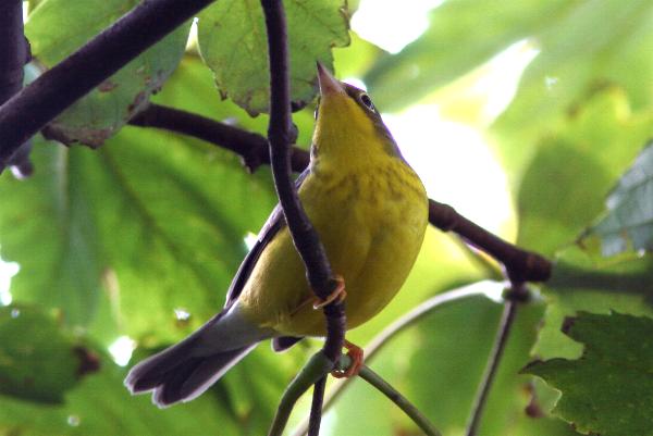 Canada Warbler
