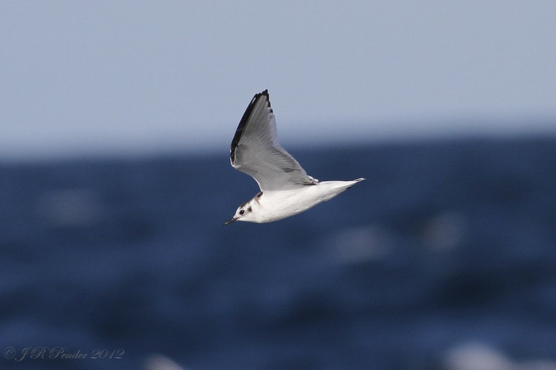Little Gull