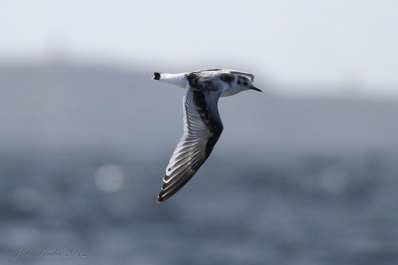 Little Gull