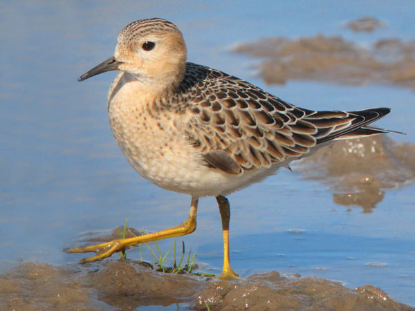 Buff-breasted Sandpiper