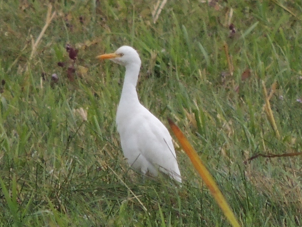 Cattle Egret