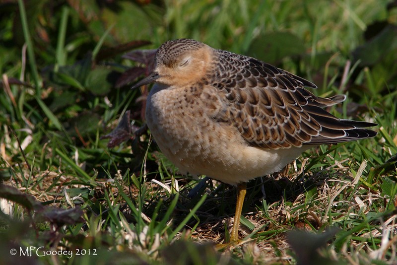 Buff-breasted Sandpiper