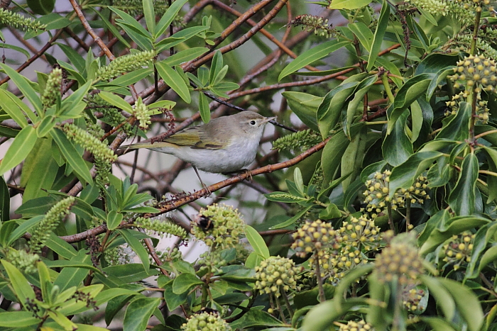 Western Bonelli's Warbler