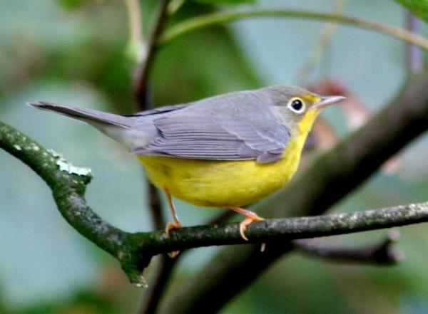 Canada Warbler