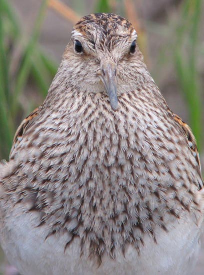 Pectoral Sandpiper