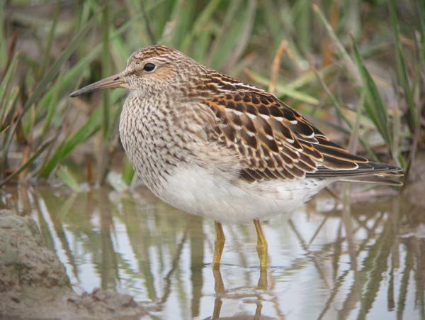 Pectoral Sandpiper