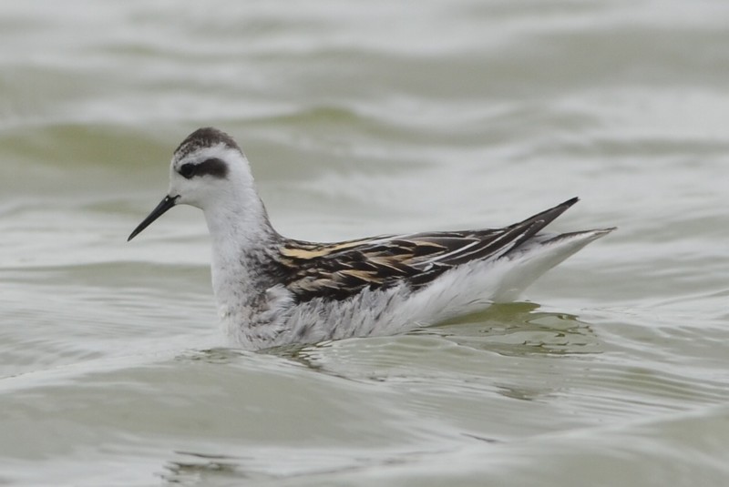 Red-necked Phalarope