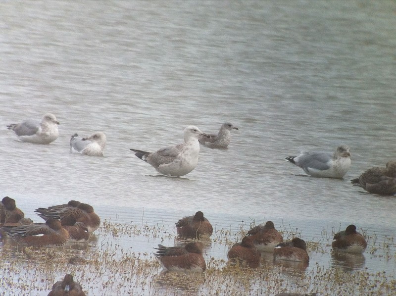 Caspian Gull