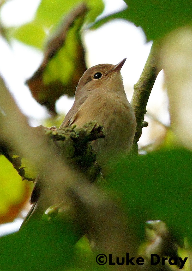 Red-breasted Flycatcher