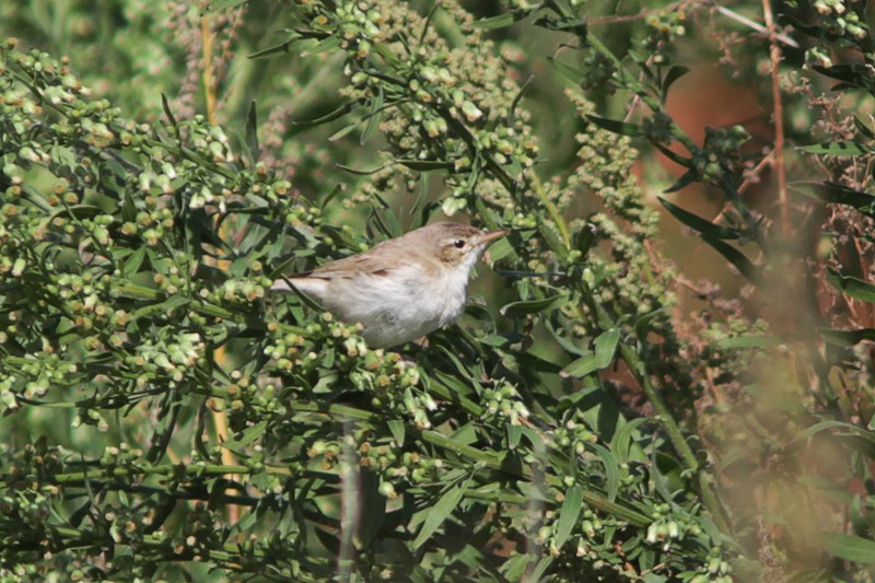 Sykes's Warbler