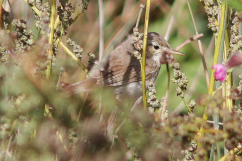 Sykes's Warbler