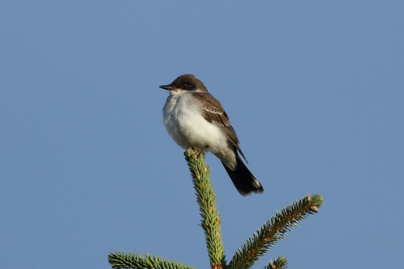 Eastern Kingbird