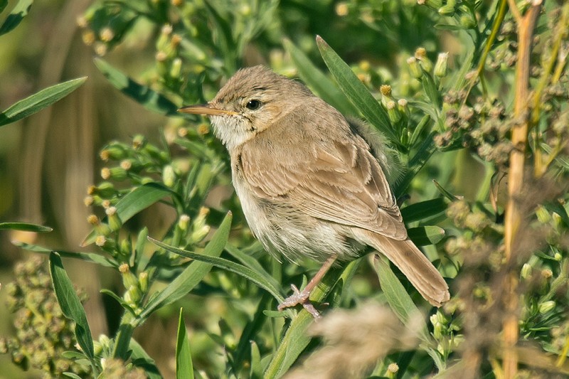 Sykes's Warbler