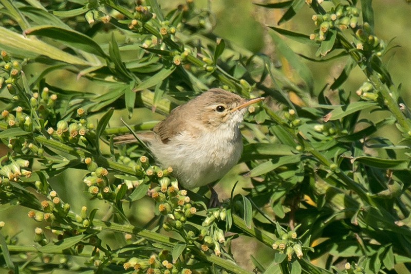 Sykes's Warbler