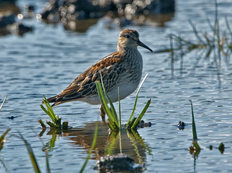 Pectoral Sandpiper