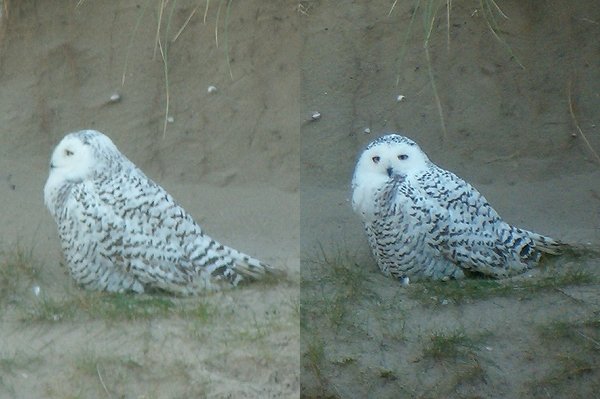Snowy Owl