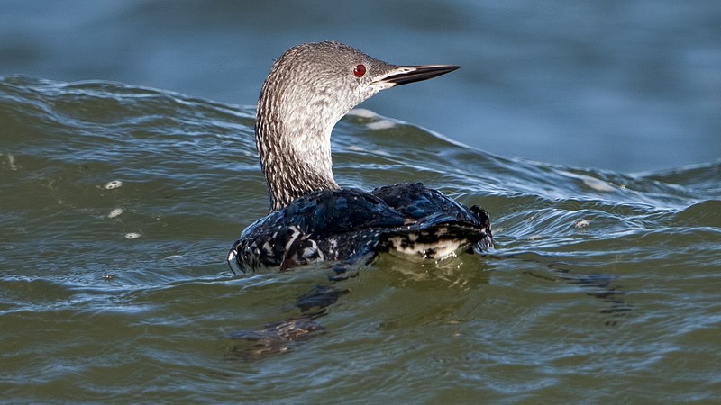 Red-throated Diver