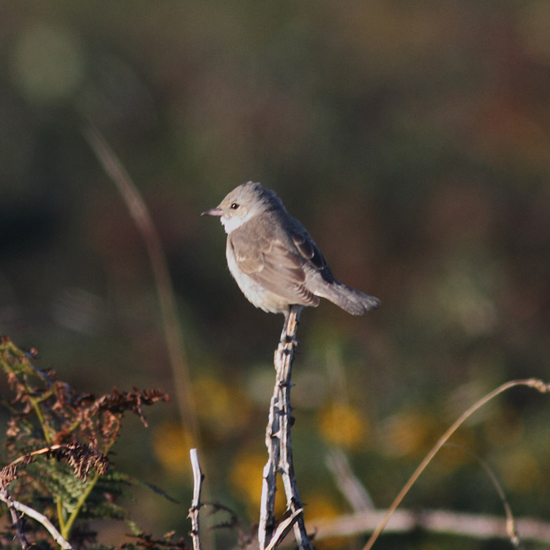 Barred Warbler