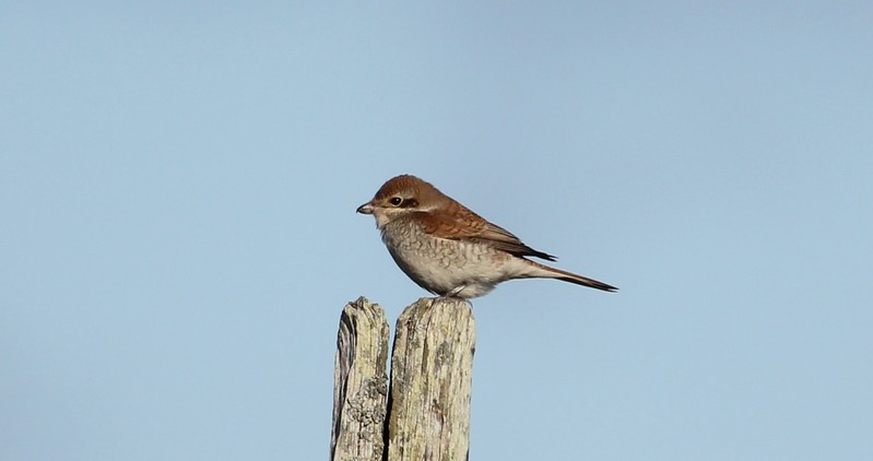 Red-backed Shrike