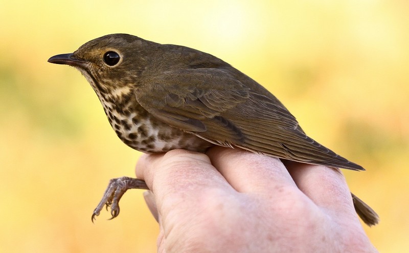 Swainson's Thrush