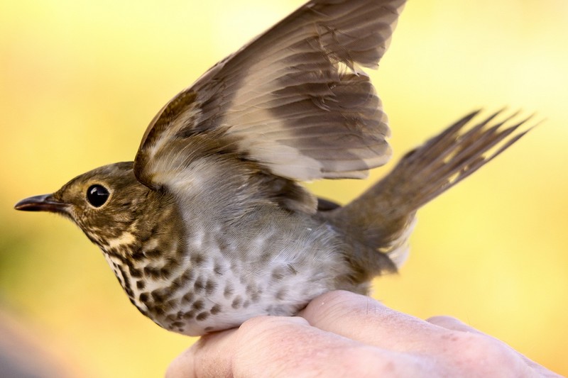 Swainson's Thrush