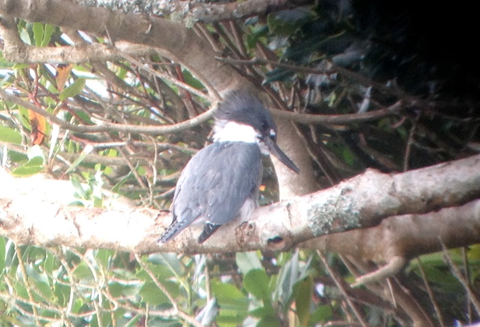 Belted Kingfisher