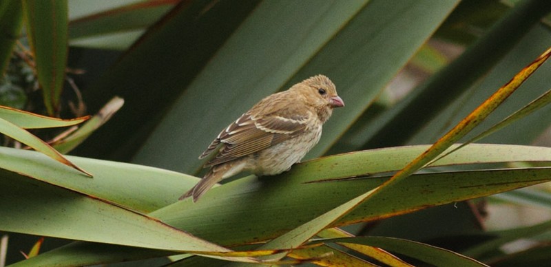 Common Rosefinch