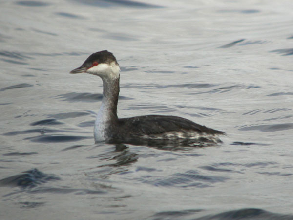 Slavonian Grebe