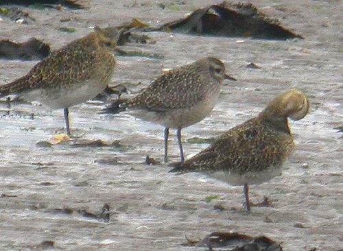American Golden Plover