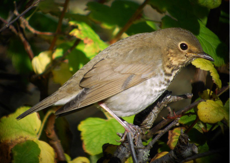 Swainson's Thrush