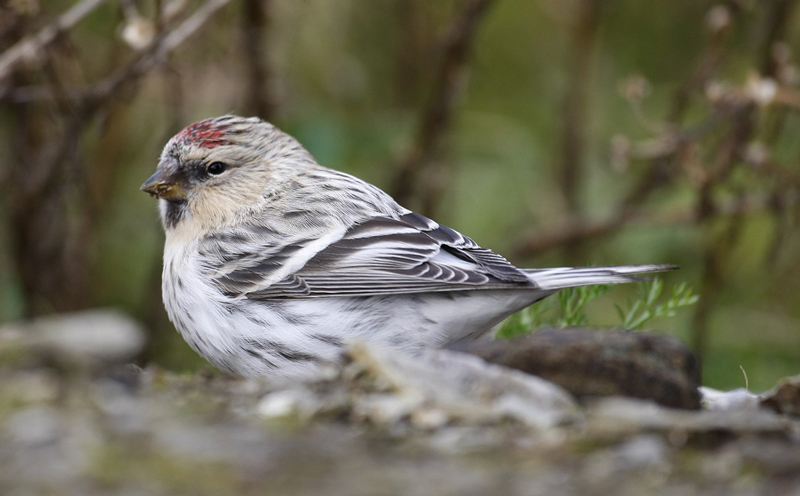Hornemann's Arctic Redpoll