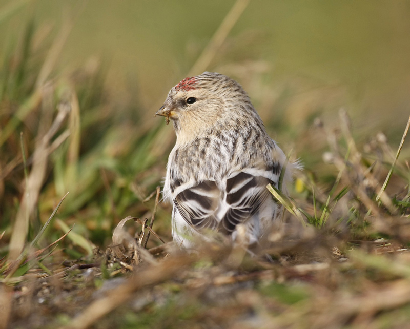 Hornemann's Arctic Redpoll