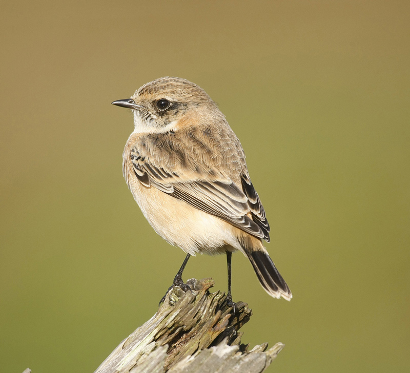 Siberian Stonechat