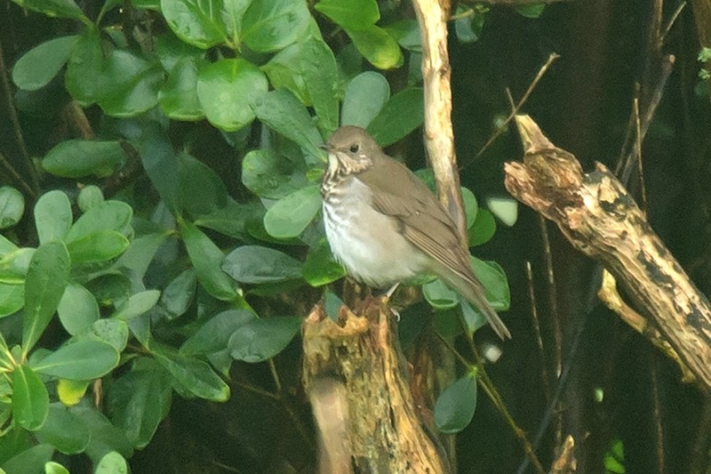 Grey-cheeked Thrush