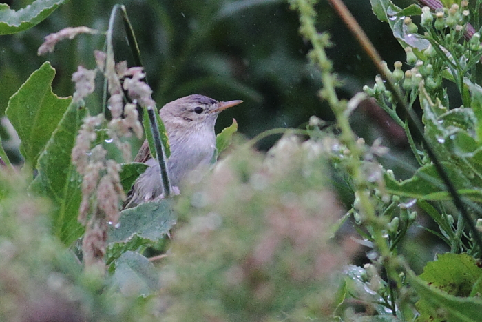 Sykes's Warbler