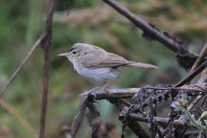 Sykes's Warbler
