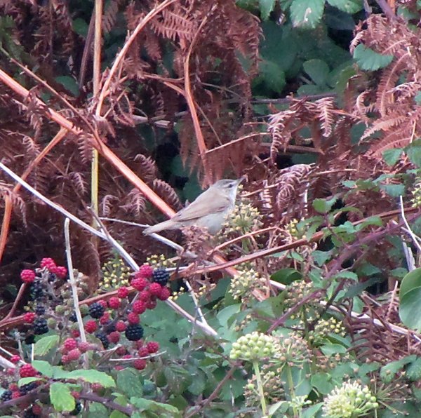 Paddyfield Warbler