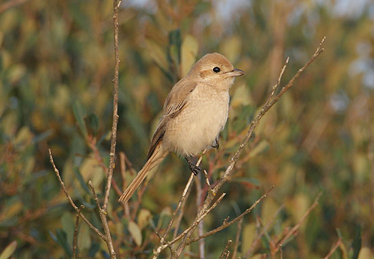 Daurian Shrike
