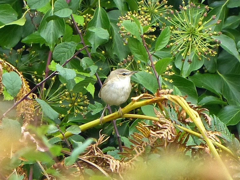 Paddyfield Warbler
